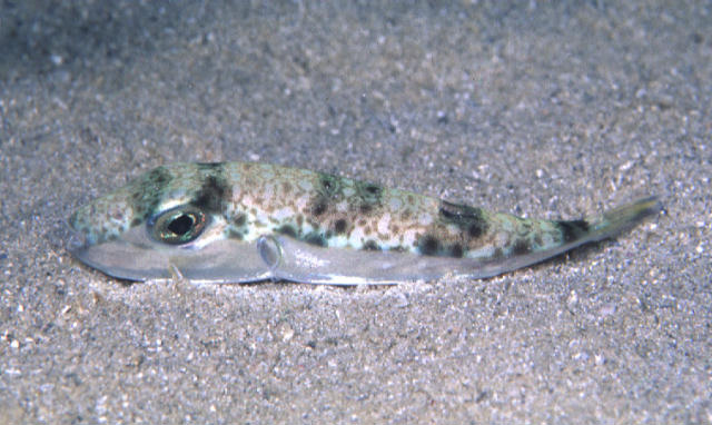 Lagocephalus suezensis